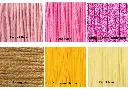 couleur collier Alliance sacrée.webp