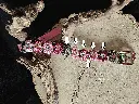 pattes fleuris.webp